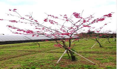 紅梅報春|櫻花新品種桃園 1號－報春及桃園 2號－紅梅之育成 1